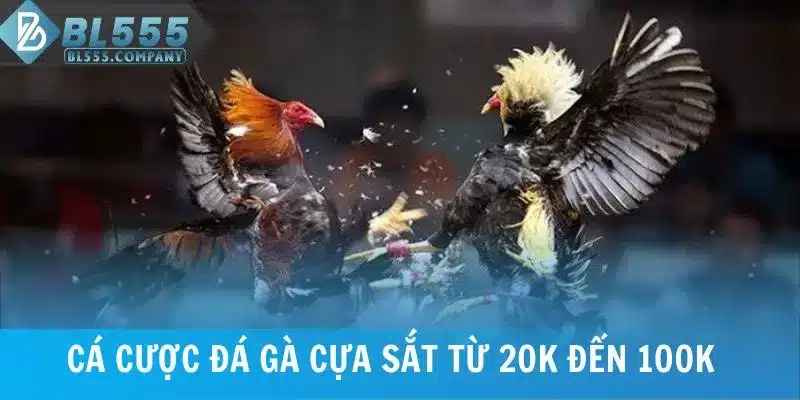 Cá Cược Đá Gà Cựa Sắt Với Tỷ Lệ Thưởng Hấp Dẫn Tại BL555 5 Cá cược đá gà cựa sắt từ 20.000 đồng đến 100.000 đồng