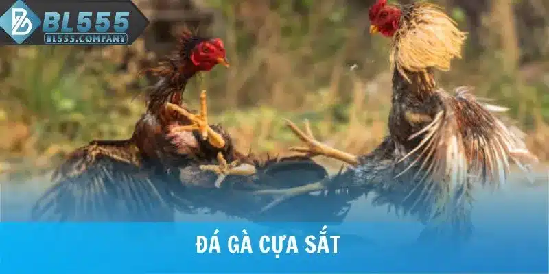 Cá Cược Đá Gà Cựa Sắt Với Tỷ Lệ Thưởng Hấp Dẫn Tại BL555 4 Cá Cược Đá Gà Cựa Sắt Với Tỷ Lệ Thưởng Hấp Dẫn Tại BL555